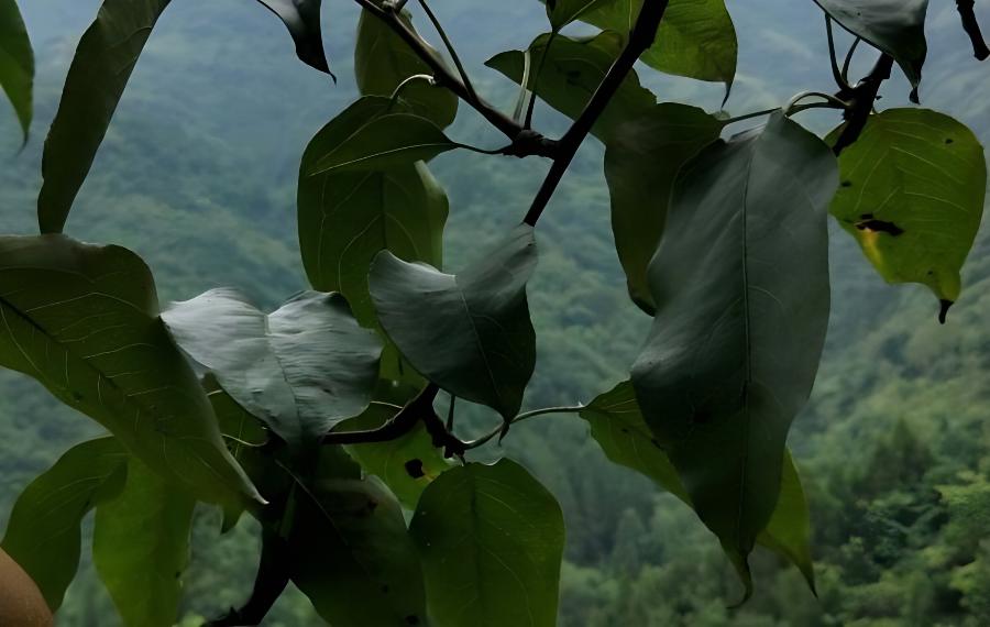 梨树上杂用促花王？