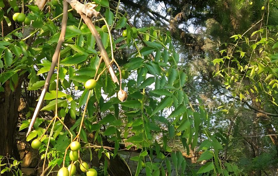 早春枣树种植的清园技术要点(冬季枣树怎样修剪)