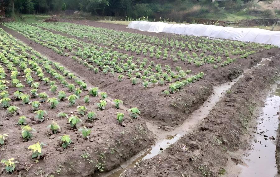 大豆结荚少怎么办？如何提高大豆结荚率(大豆有限结荚和无限结荚哪个产量高)