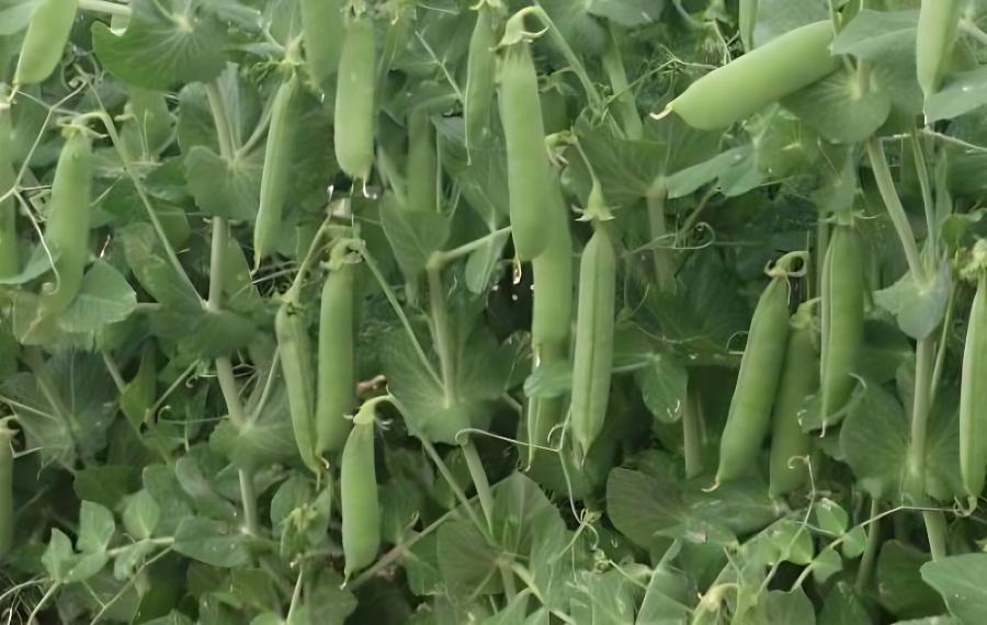 豌豆零下几度能种豌豆种植技术与管理(豌豆种植最低温度)