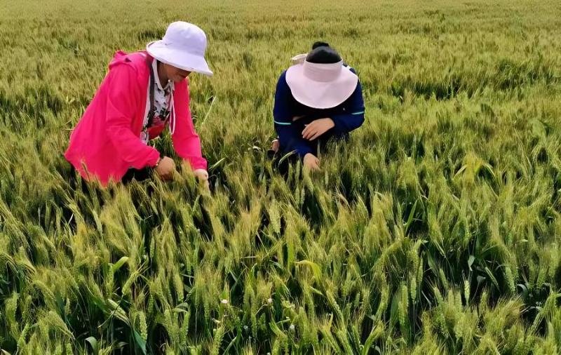 河西走廊种植春小麦的优势(河西走廊种春小麦还是冬小麦)