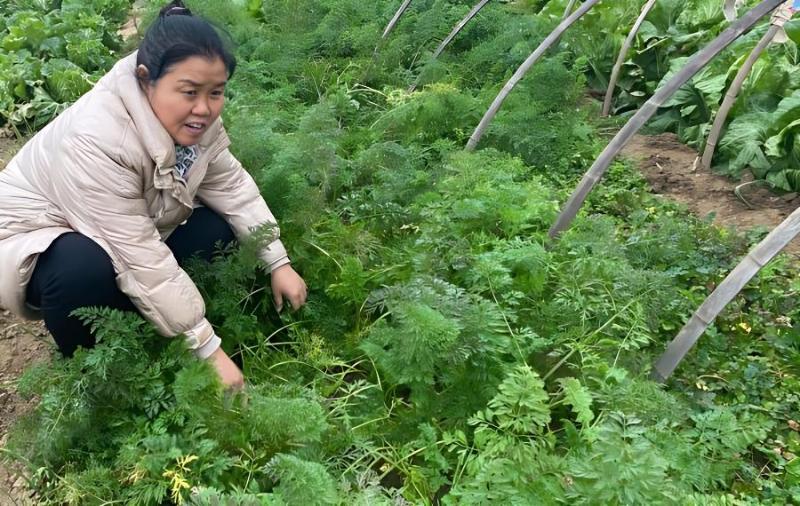 白萝卜分叉原因与防治(萝卜分叉是什么原因)