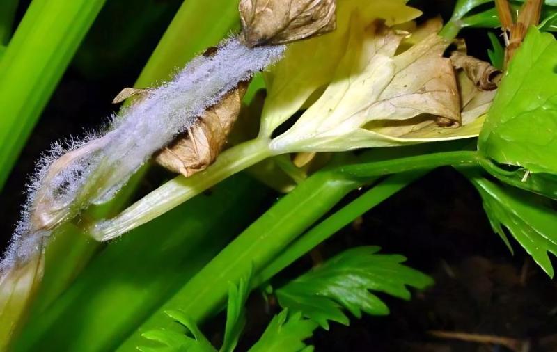 温室芹菜叶斑病的识别与防治(芹菜叶斑病的发病原因)