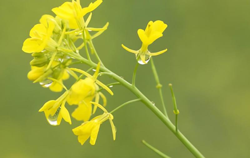 油菜是单子叶植物还是双子叶植物(油菜是不是双子叶植物)