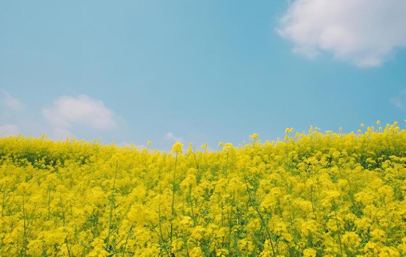 兴化油菜花几月开(兴化油菜花几月份开花)