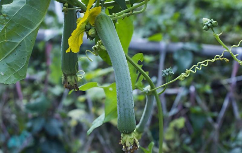 丝瓜种植技术与管理(西瓜种植方法和技术)