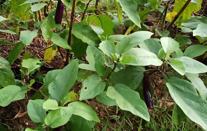 种植秋延茄子高产施肥技术(种植秋延茄子高产施肥技术与管理)