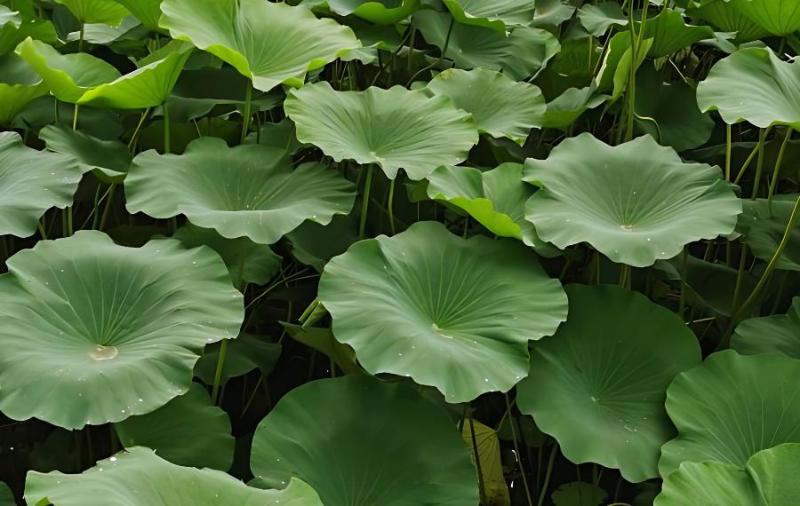 莲藕田怎样科学施肥(莲藕种植如何施肥才能高产)