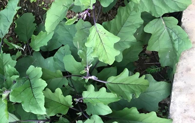 提高茄子坐果率有方法(茄子增产种植方法)