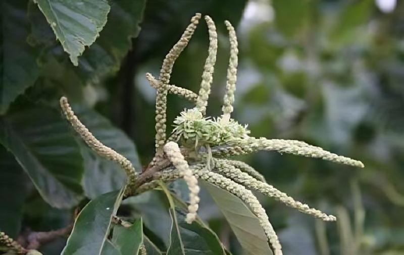 栗子几月开花？板栗花期是几月份？(板栗的花期是什么时候)