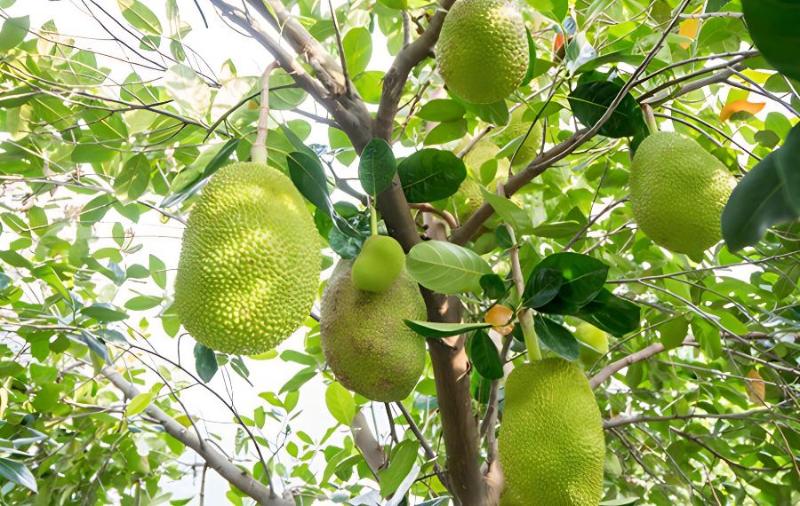 菠萝蜜小树苗怎么养(菠萝蜜小树苗多久能长大结果)