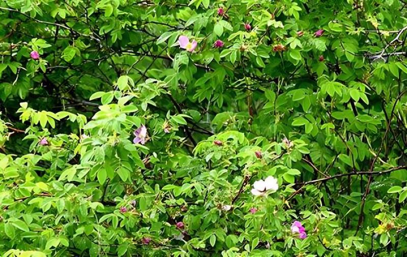 四川芒果什么季节成熟，芒果什么季节成熟(四川芒果怎么样)