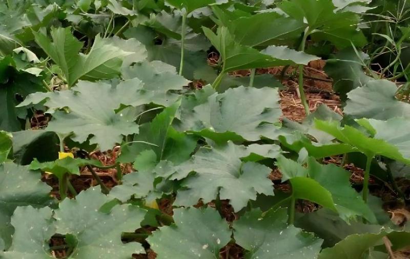 冬瓜种植多久成熟(冬瓜种植时间和生长期)