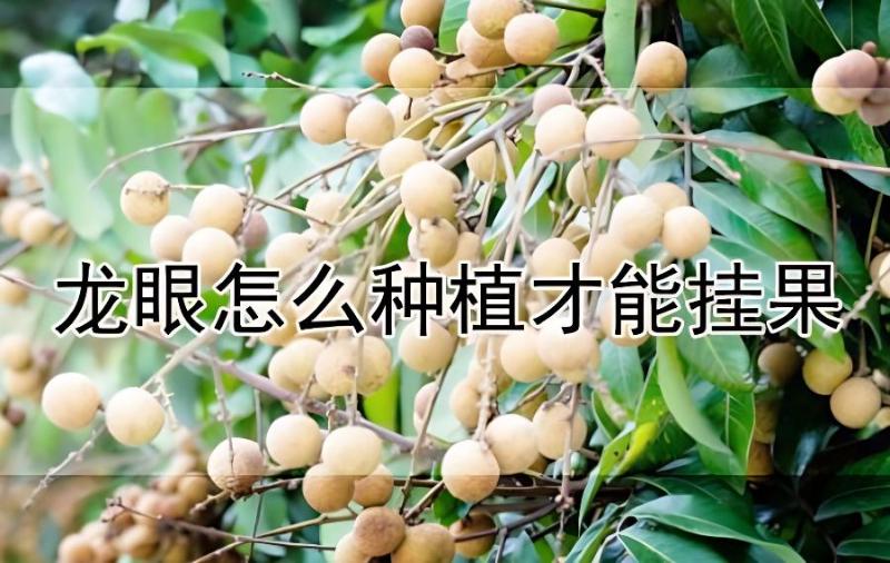 龙眼怎么种植才能挂果