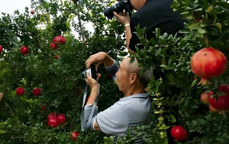 石榴树前期管理要点(石榴树前期管理要点是什么)