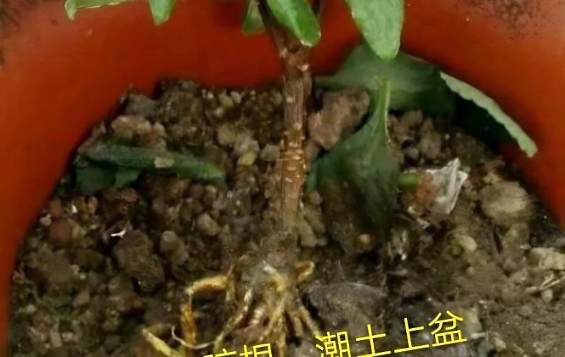 瑞香花积水怎么办？(瑞香花浇水过多怎样处理)