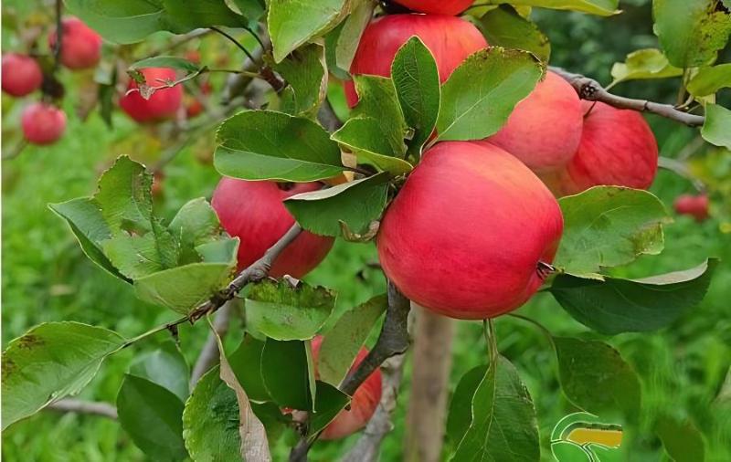 苹果落花落果的原因，苹果落花落果原因及其防治措施(简述苹果落花落果的时期及原因)