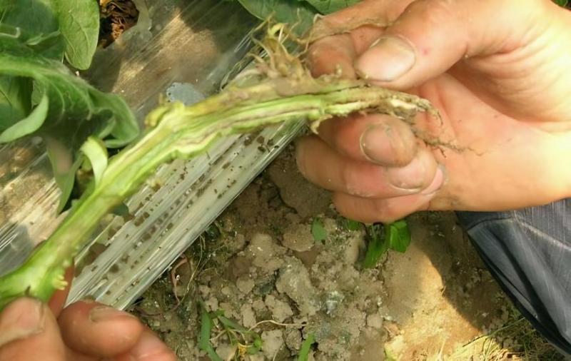 番茄怎样增甜，如何让番茄变甜