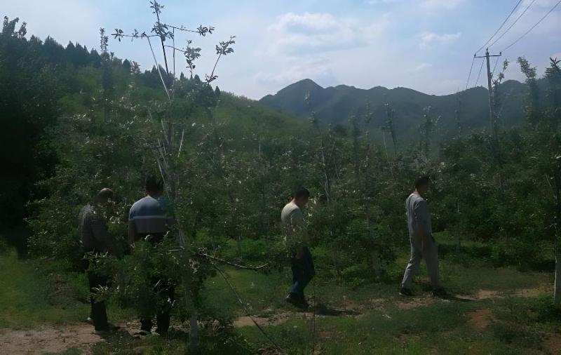 秋季苹果树追肥要合理(苹果树施秋肥最佳时间)