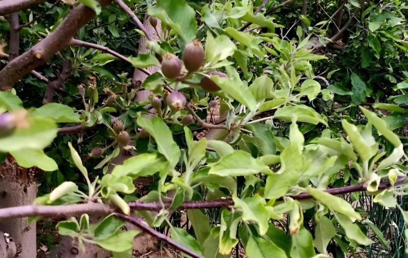 土豆袋里放熟苹果不长芽(土豆放苹果不发芽是真的吗)