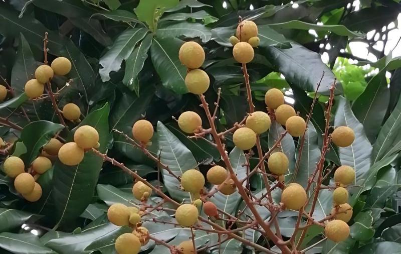 龙眼种植的花果管理(龙眼种植的花果管理方法)