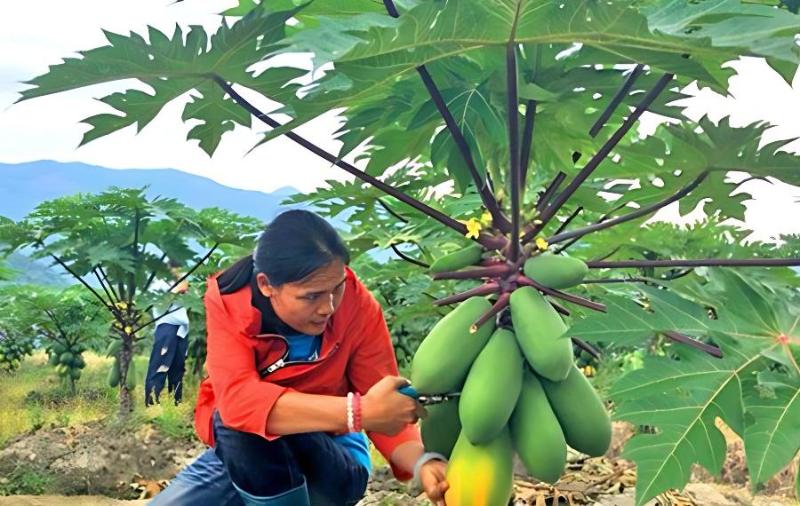 木瓜越冬期间怎样做好防寒措施(木瓜越冬最低温度是多少)