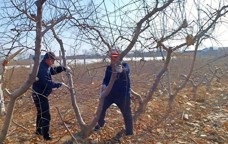 加强苹果腐烂病防治方法(加强苹果腐烂病防治方法是什么)