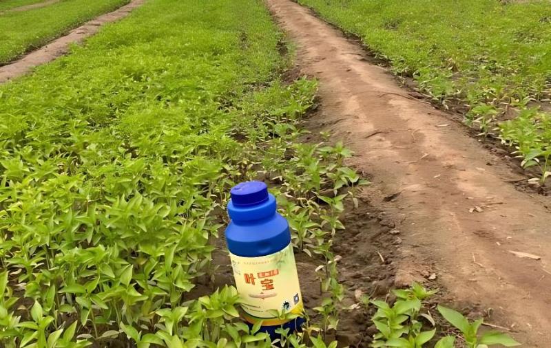 辣椒苗被雨水浇过后怎样处理？(辣椒雨水多了会生什么病怎么防治)