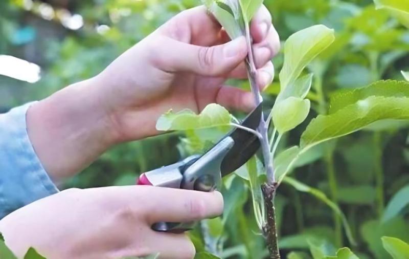 苹果树抹芽时注意哪些问题(苹果树摸芽在什么时候)