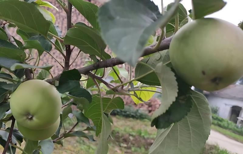 苹果摘袋后促进着色措施(苹果摘袋后发黄红度会有影响吗)