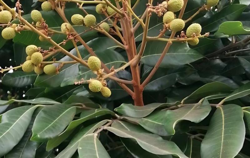 龙眼种植采果后秋梢结果母枝的培育(龙眼树秋梢老熟时间)