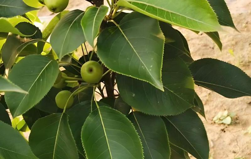 矮砧密植苹果园修剪(矮化密植苹果修剪视频)