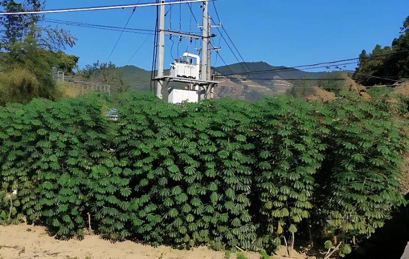 山药打药田间管理要点，山药的种植时间及田间管理要点