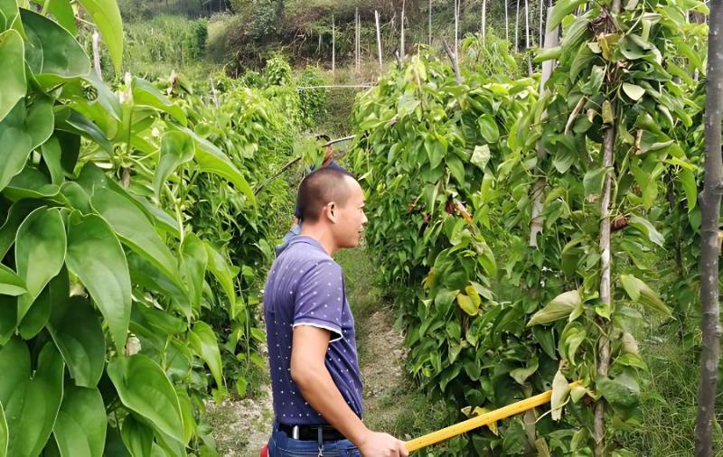 山药镰刀菌枯萎病如何防治，山药枯萎病防治新措施