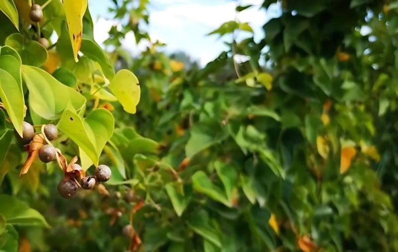 韭菜、山药高效套种栽培(山药韭菜怎么炒好吃)