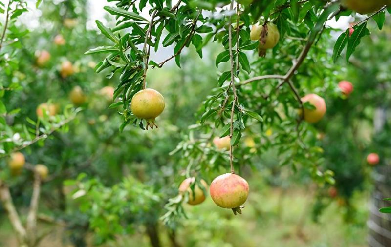 石榴树夏季修剪技术