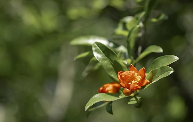 石榴花的养殖方法和注意事项(盆栽石榴种植方法和注意事项)