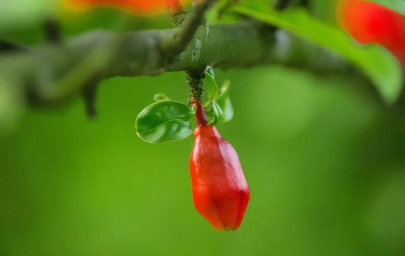 石榴花在哪个季节开放(石榴花在哪个季节开放它的花是什么花)