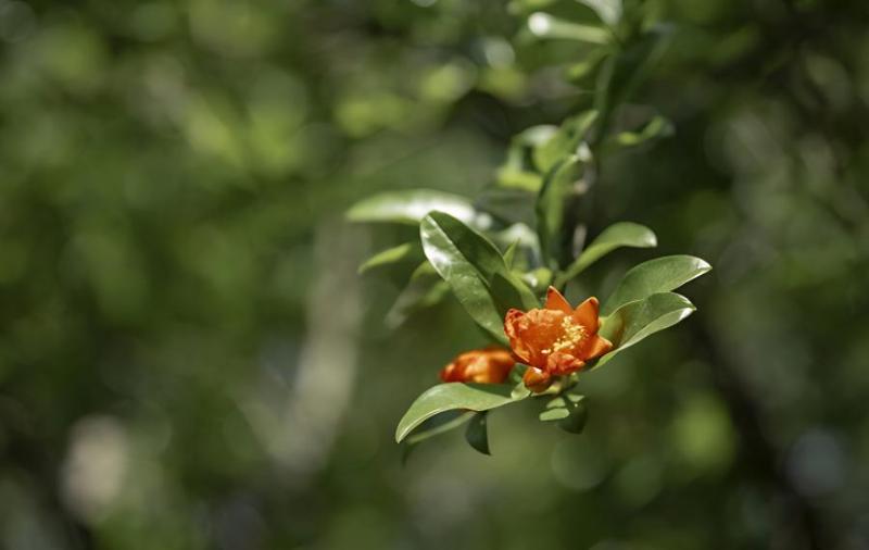 石榴花什么时候开(石榴花是哪个季节)