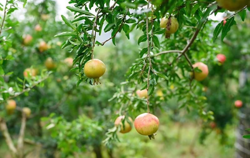 石榴盆栽种植方法是什么？(石榴的盆栽)