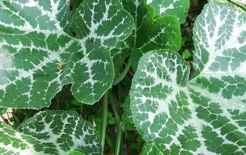 露地冬瓜种植结瓜期管理要点(露地冬瓜种下后几天能发芽)