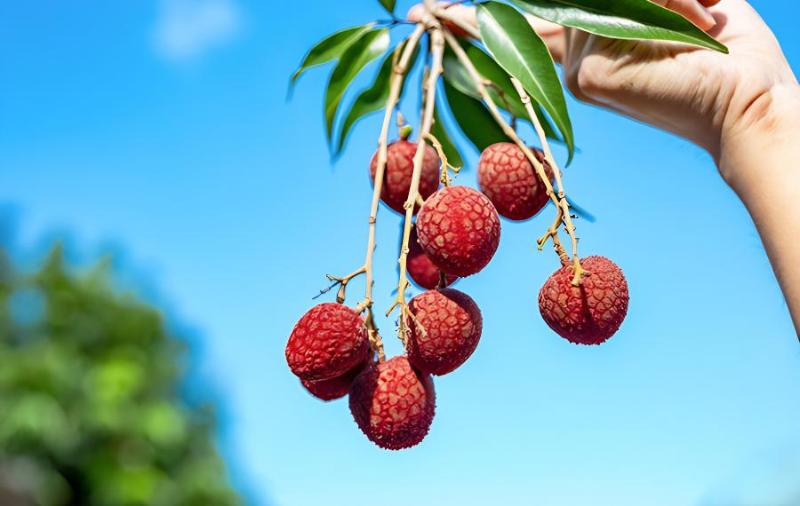 荔枝种子盆栽种植方法(荔枝种子盆栽种植方法图片)