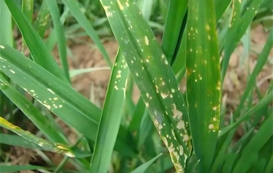 冬季小麦除草如何避免药害(小麦除草剂药害怎么用最快的办法解除)