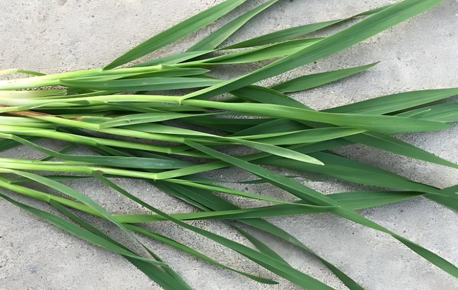 小麦测土配方施肥技术和小麦缺肥症状及矫正技术(小麦种植施肥比例怎样才恰当)