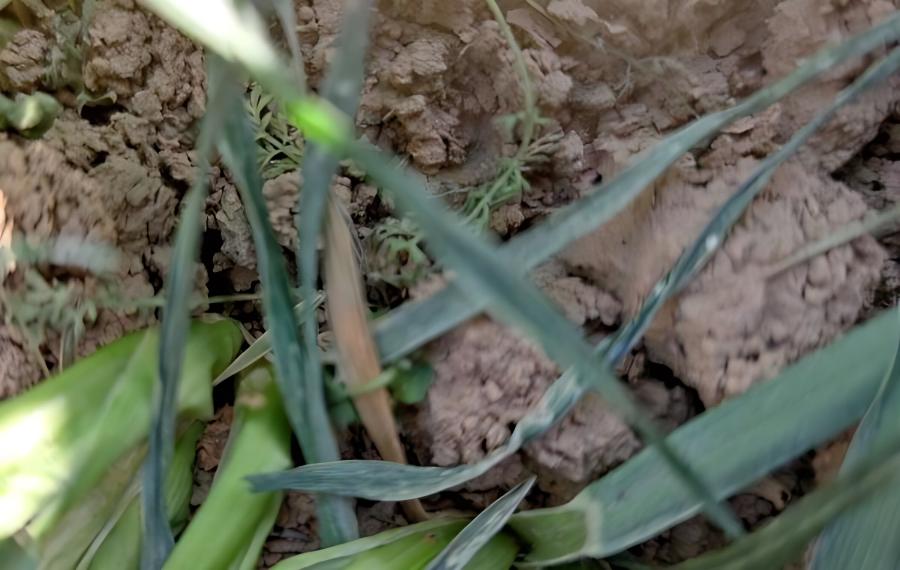 小麦播种期地下害虫的防治