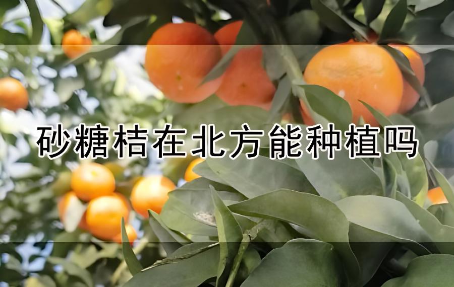 砂糖桔在北方能种植吗？(沙糖桔种植气候条件)