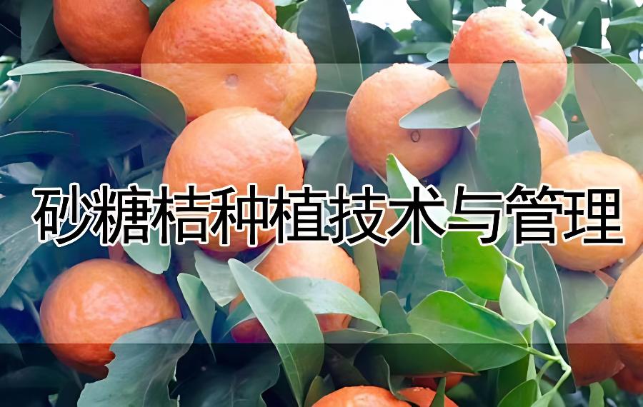 砂糖桔种植技术与管理