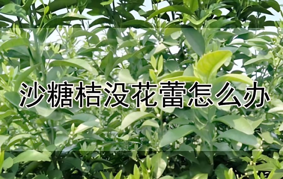 沙糖桔没花蕾怎么办？