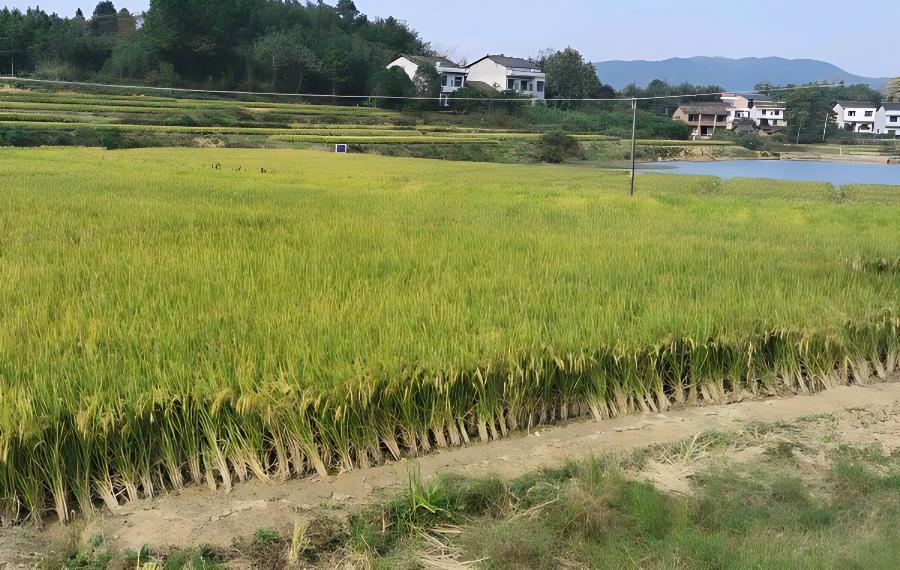 水稻＂枯心＂原因与防治