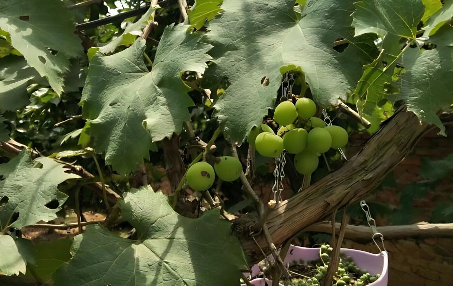 夏季葡萄防病很关键(葡萄的管理与防病)